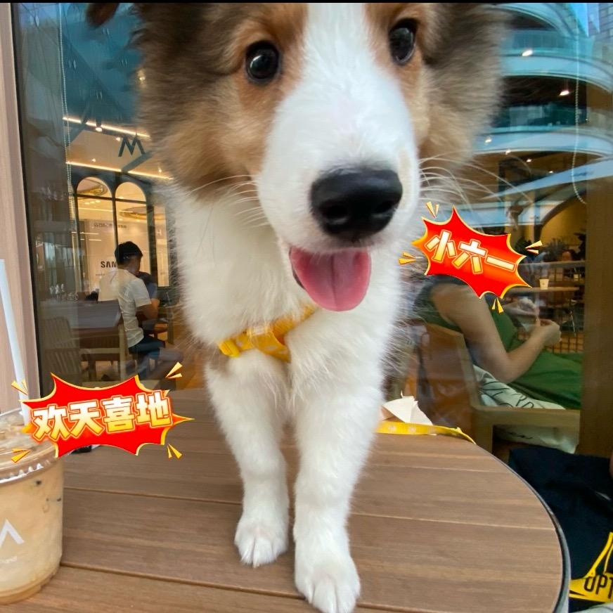 欢天喜地小六一