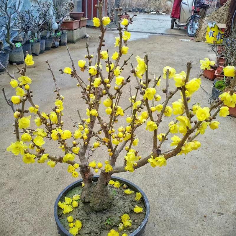 万花颜园艺