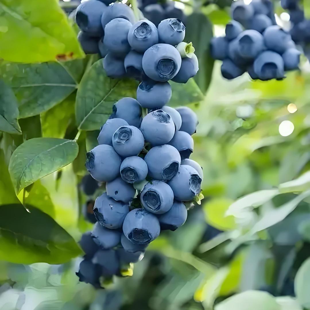 文婷家的蓝莓。