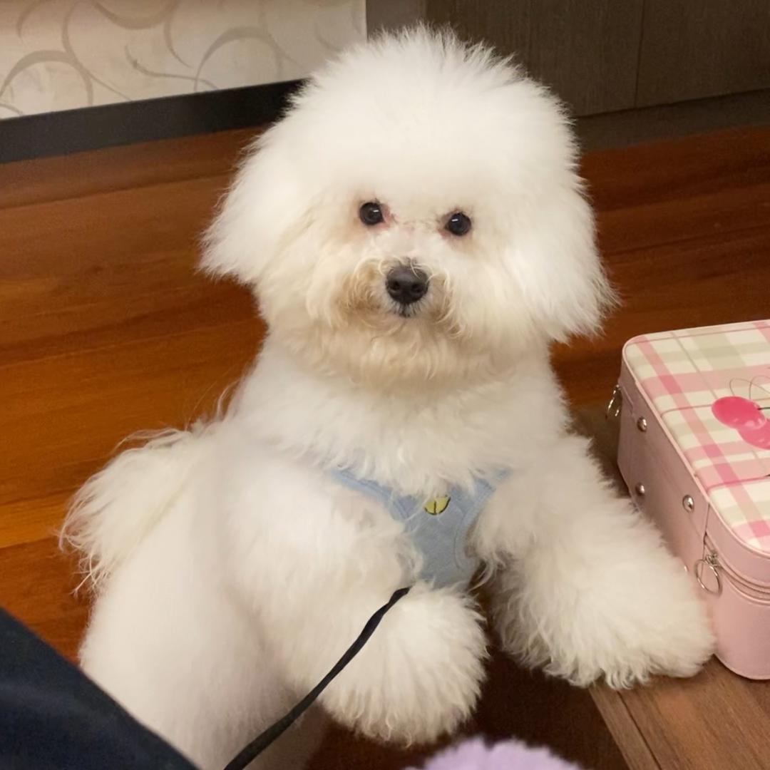 生气的大粪