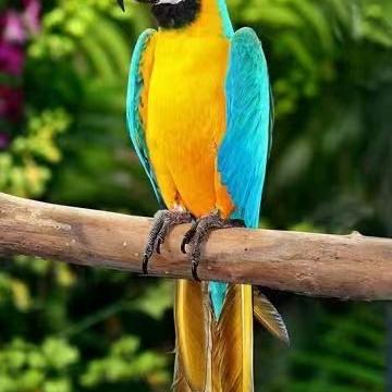 鹦羽灵宠商贸一凡