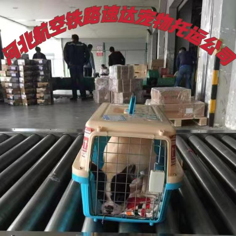 全国速达宠物托运