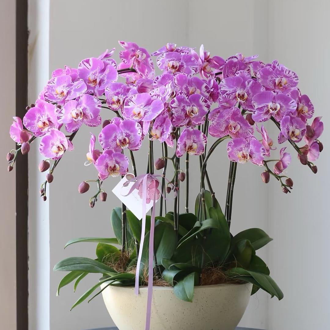 百花晓蝴蝶兰