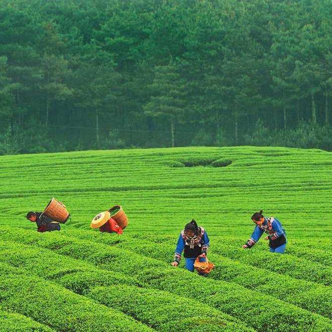 心语茶馆