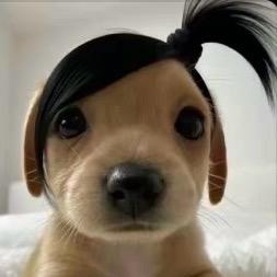 wai比巴卜