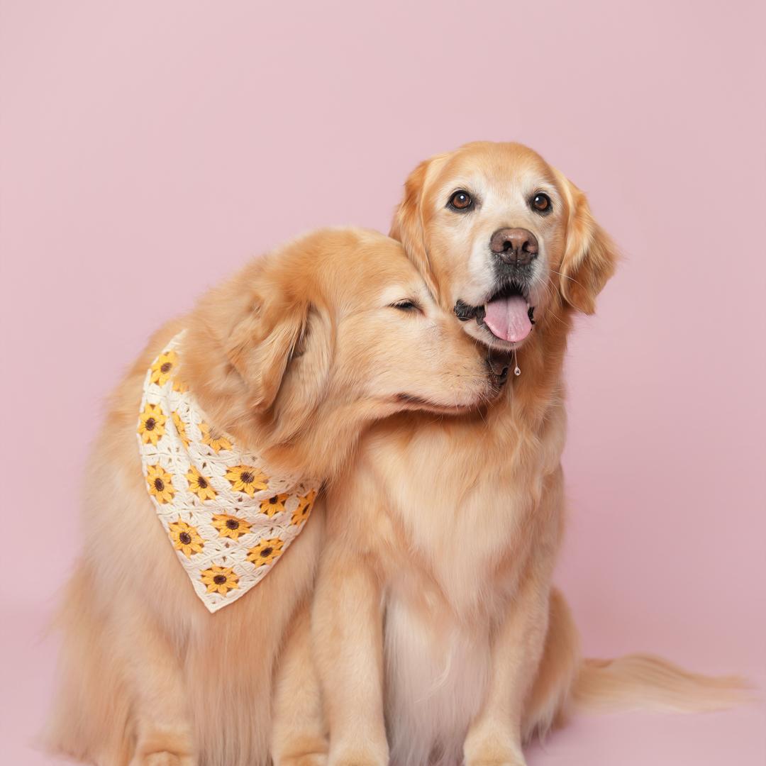 金毛大美哈雷@抖音