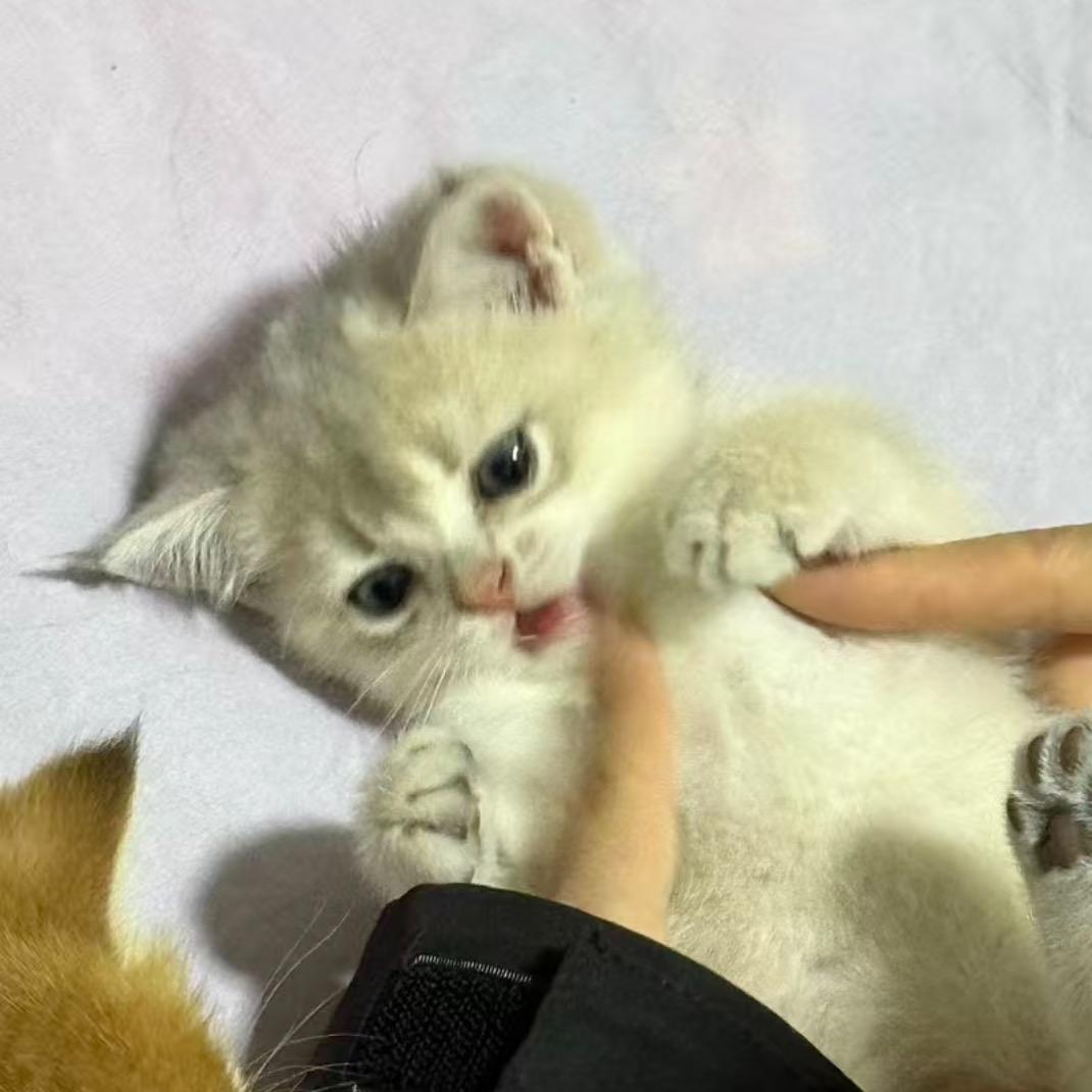 咪咪酱