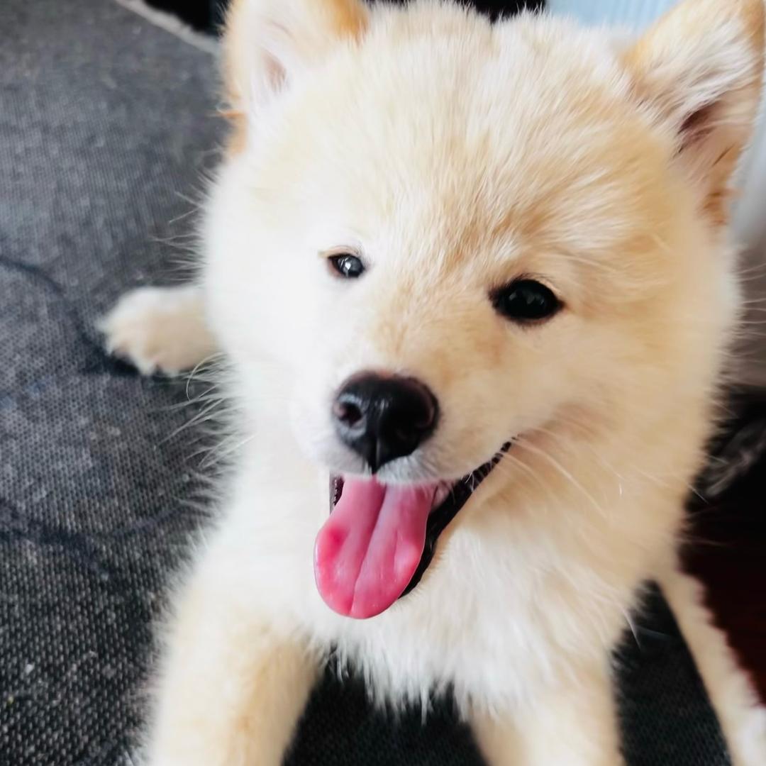 开心🐶