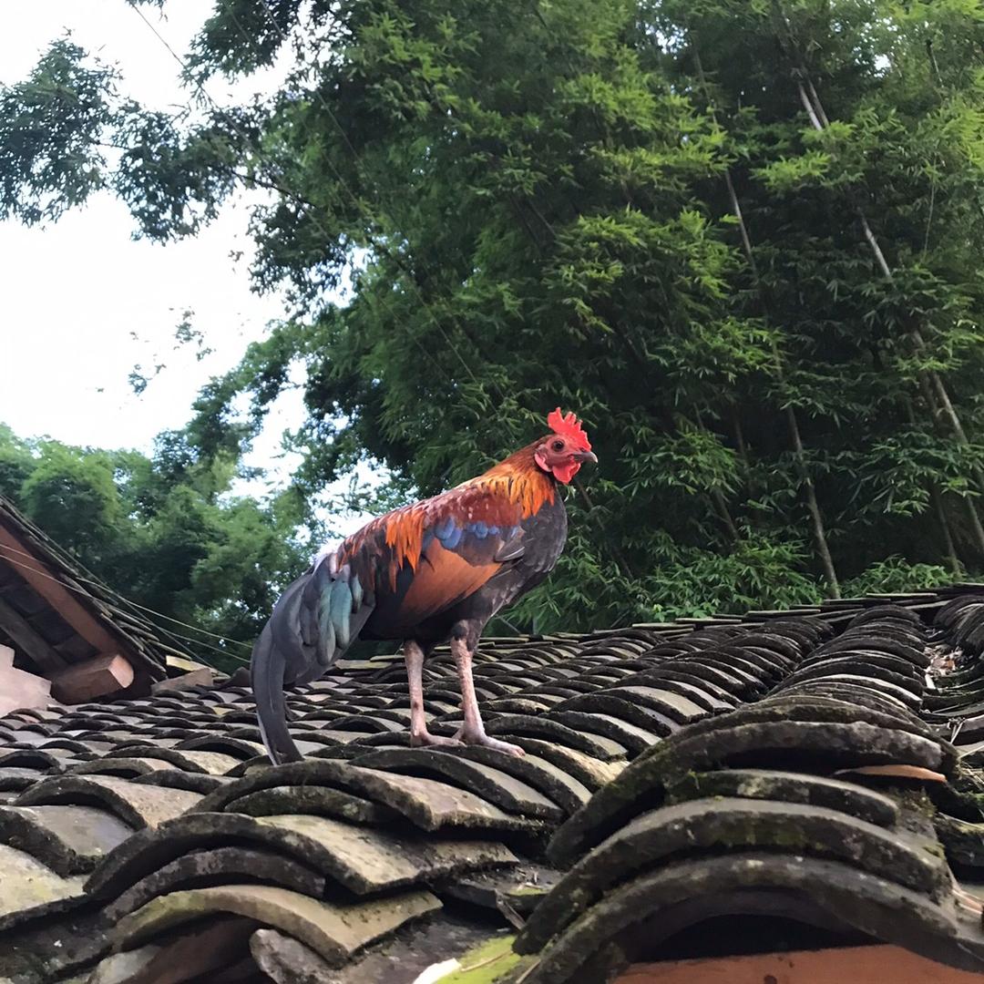 深山养鸡人小唐