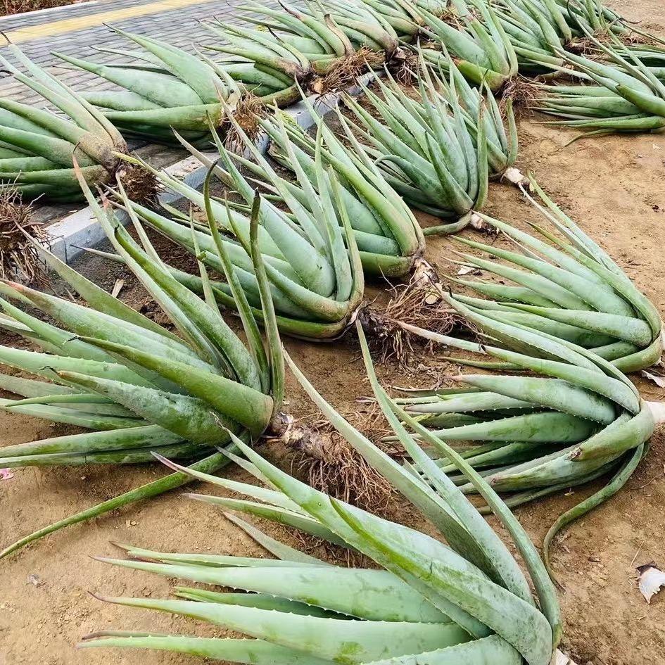桐桐 仙人掌 芦荟种植基地