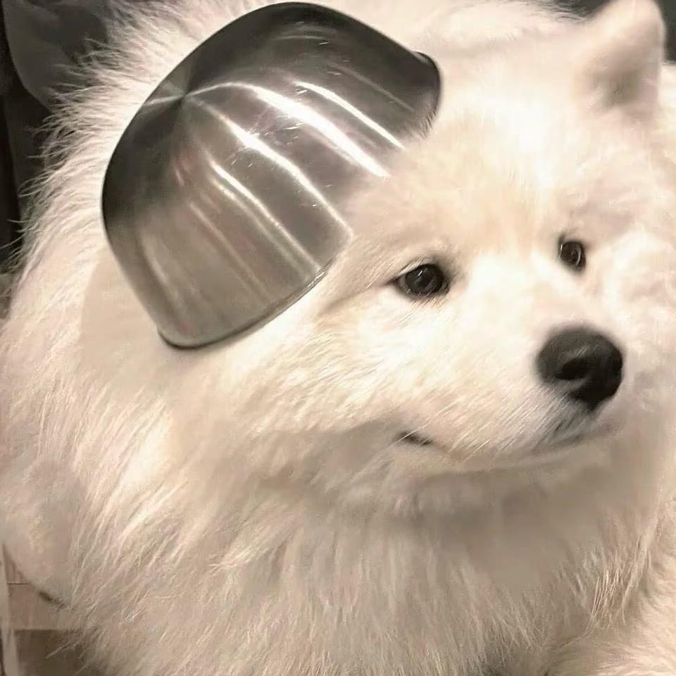 冷酷小狗