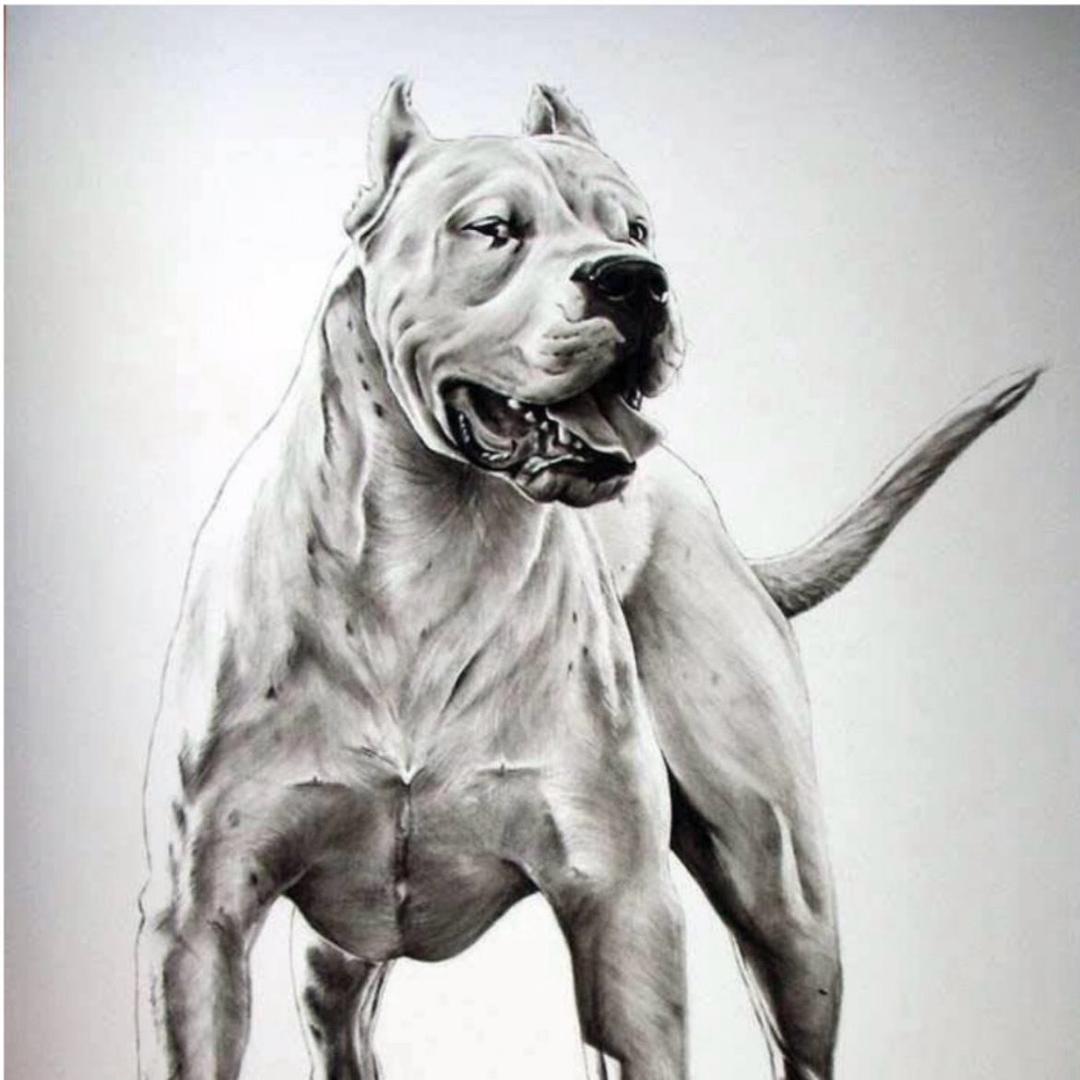 G．锋＇杜高犬
