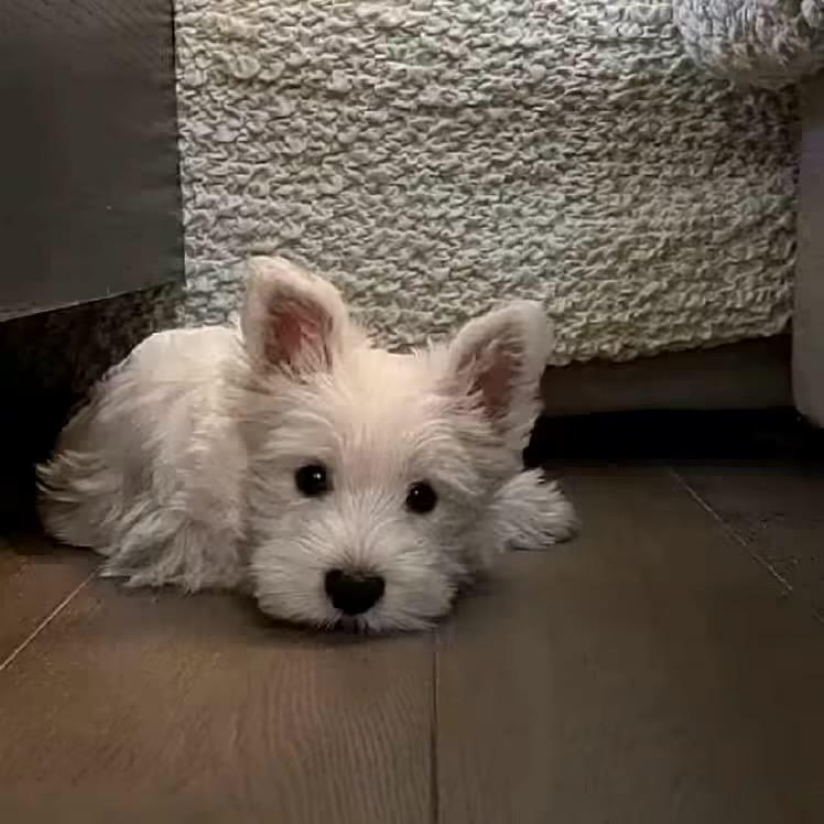 晚安小宝ᅠ ᅠ ᅠᅠ ᅠᅠ ᅠᅠ ᅠ