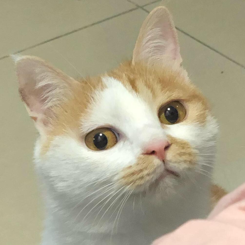 橘猫张大宝