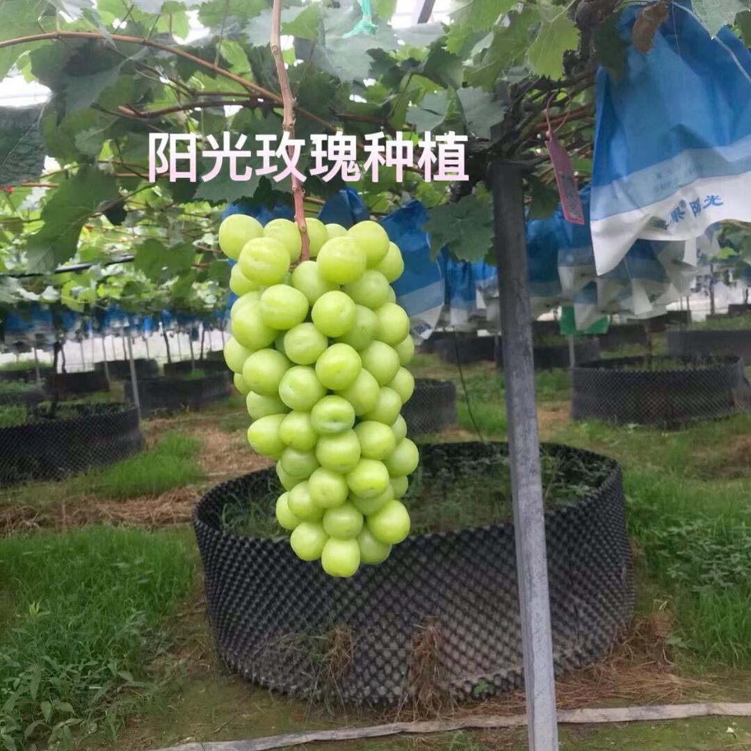 阳光玫瑰陈姐