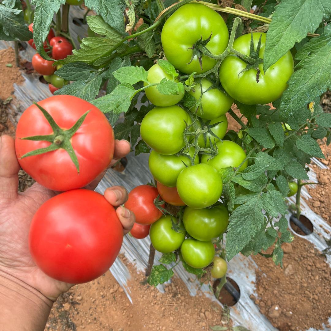 云南玉溪番茄种子代理商，专业番茄代办代收