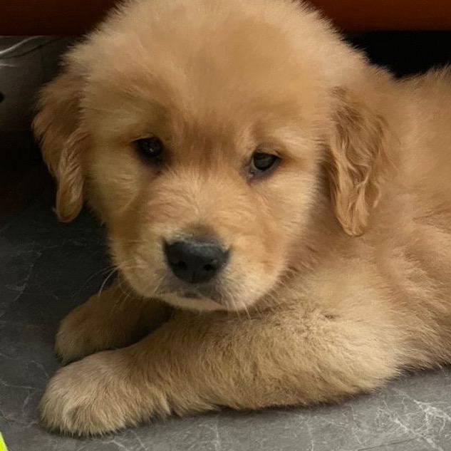 金毛皮蛋🐶