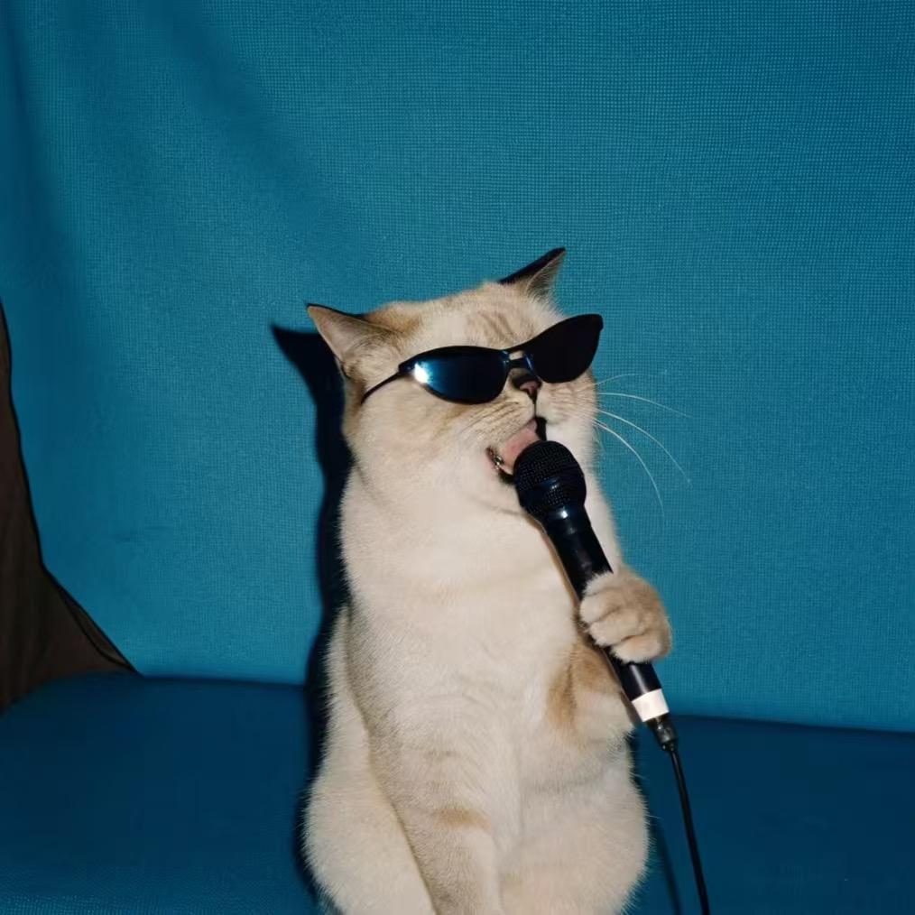 赚赚是只猫