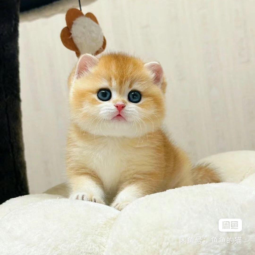 小猫幼儿园（买🐱私📩）