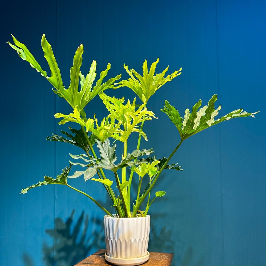 百奇绿植