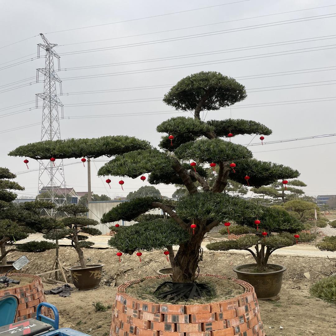 凯盛罗汉松批发零售