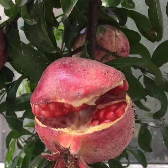 🍓🍓
