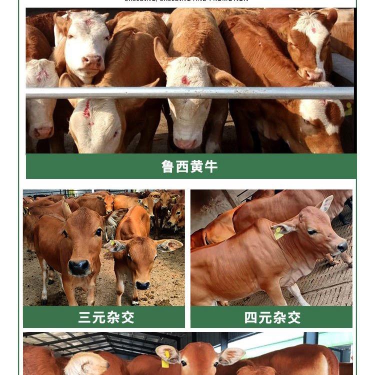 嘉祥圣发