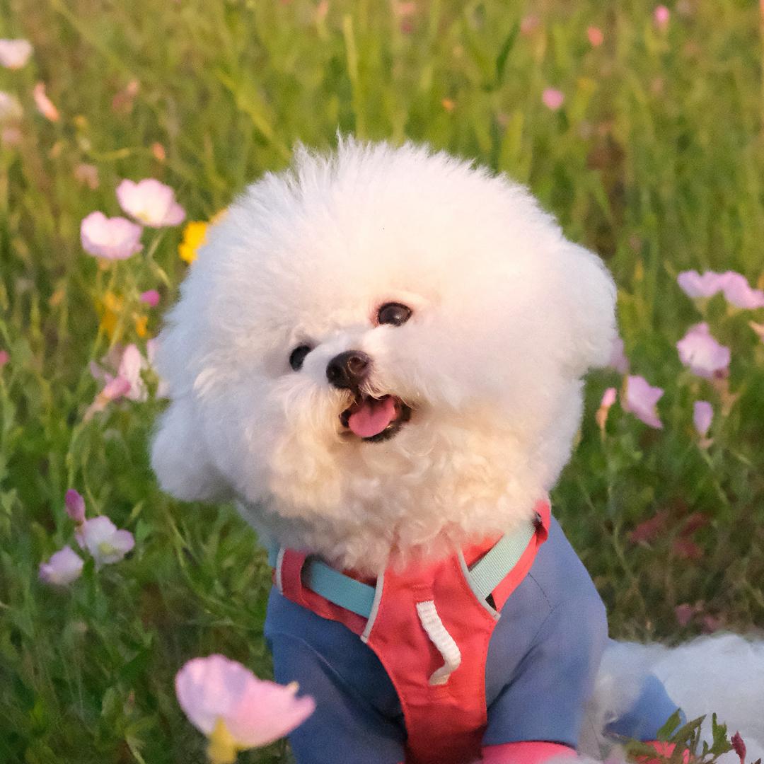 花花小宝