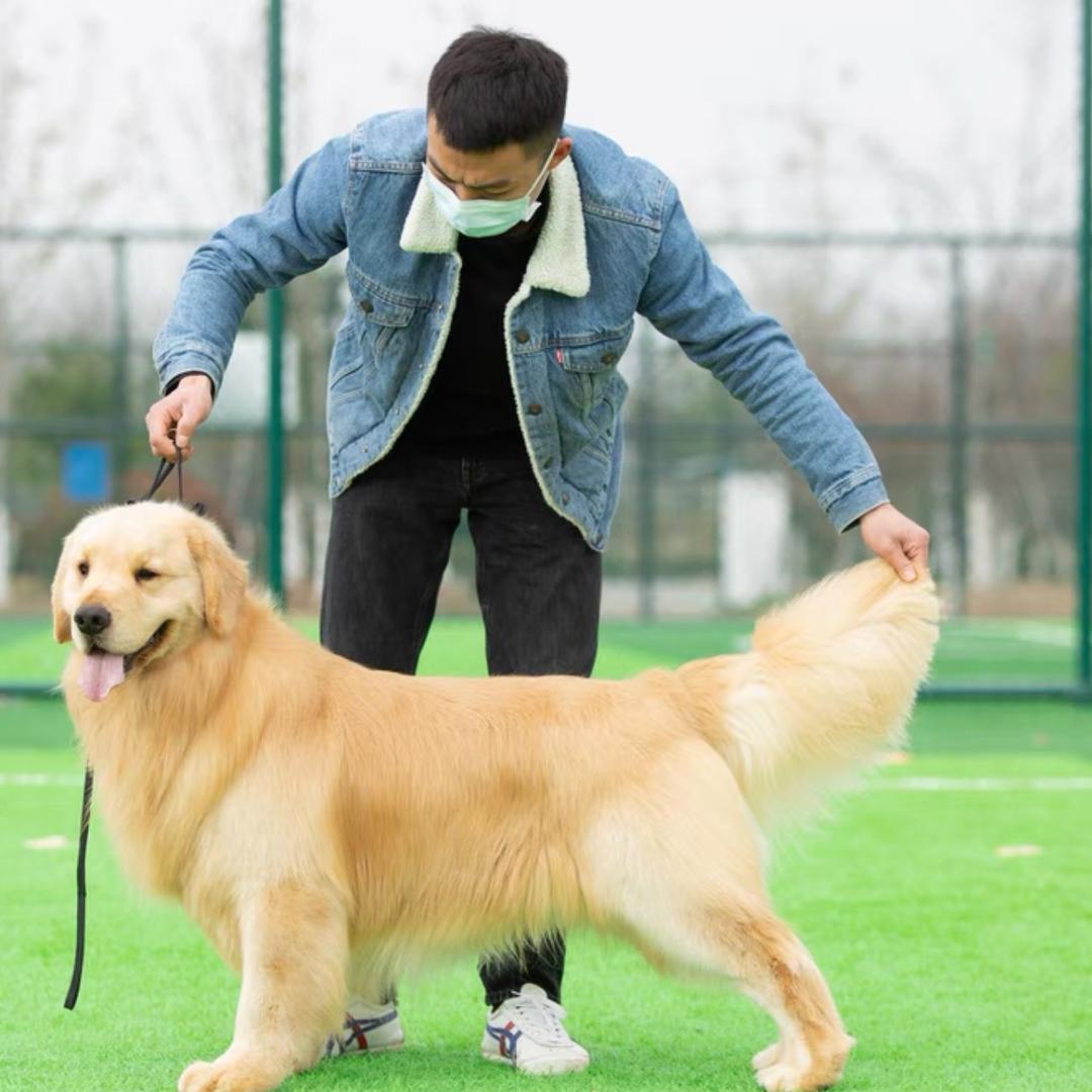 霍邱宠物狗（宠物乐园）