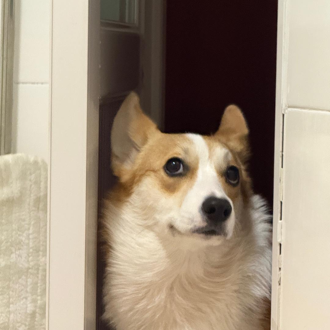 有一个柯基它就是酒酒