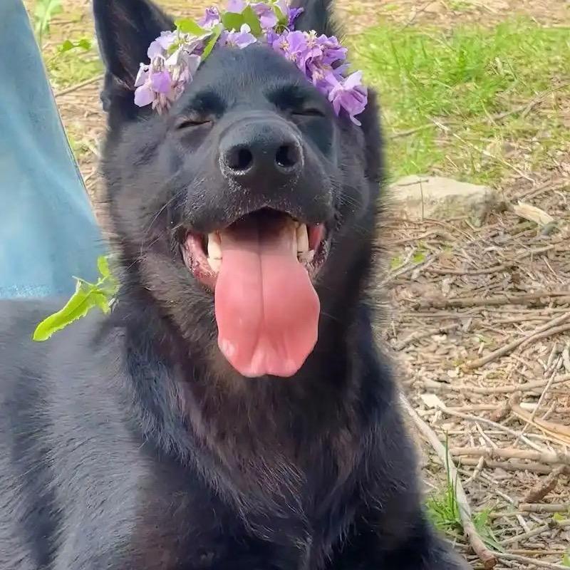 护卫犬直播1号