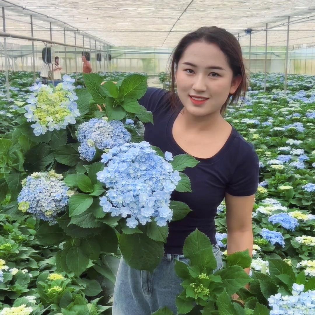 图南花卉