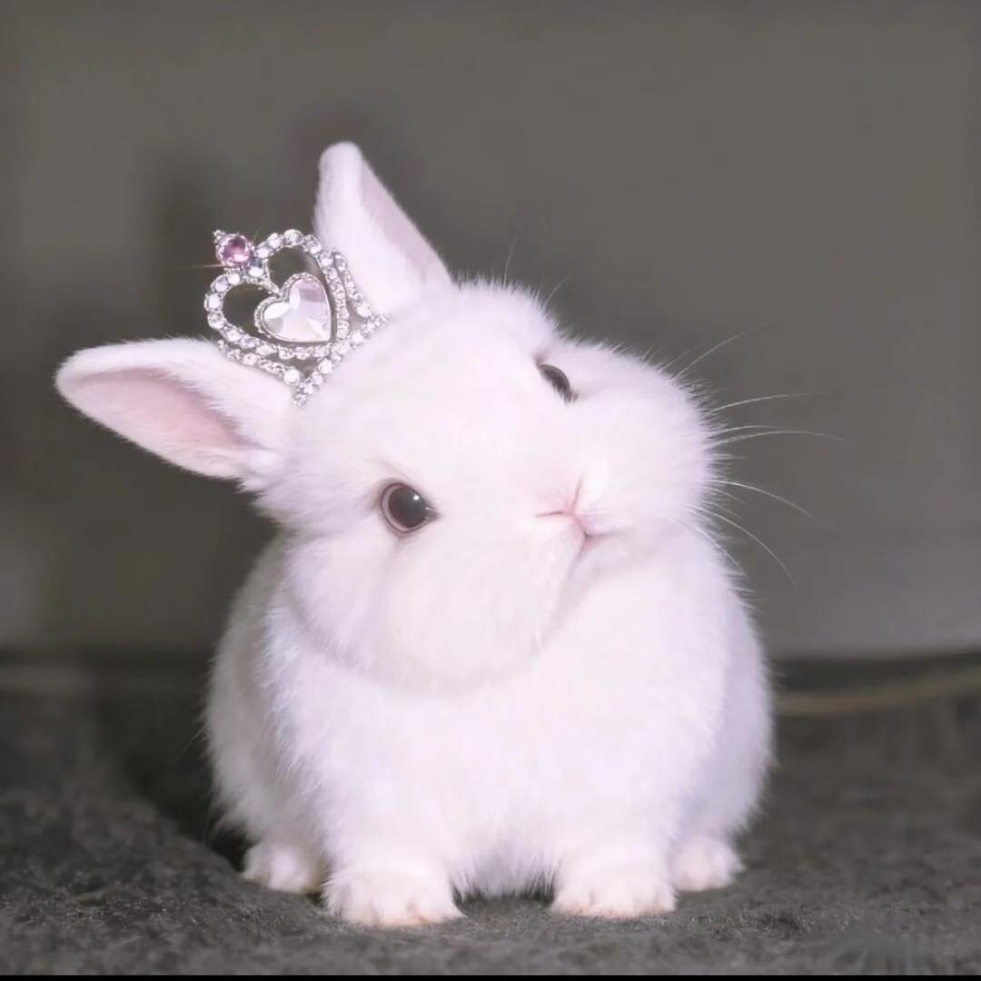 可颂
