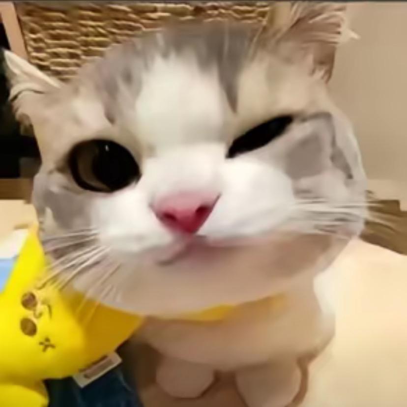 草莓媛/.