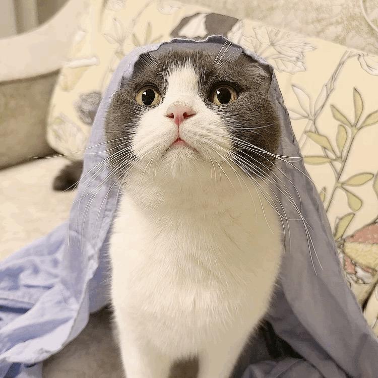 🪄财神爷的独生女🐱🧚🦐