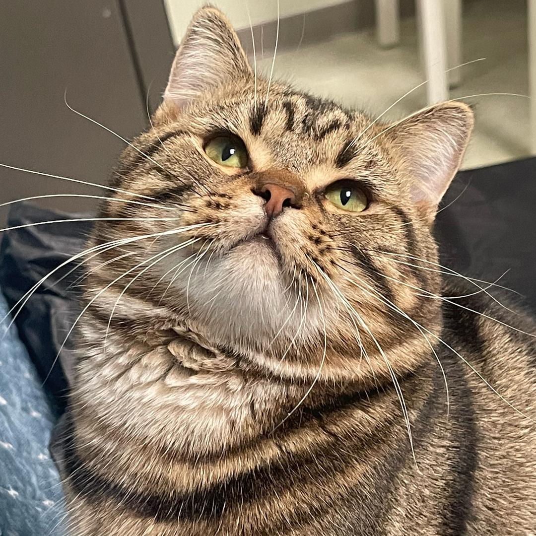 胖虎和他的入侵者们（涨到1500粉送零食