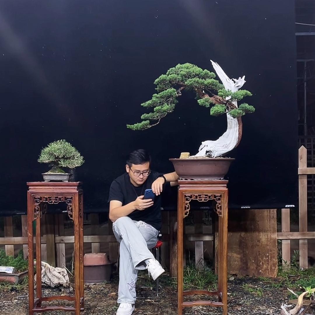 十一盆栽