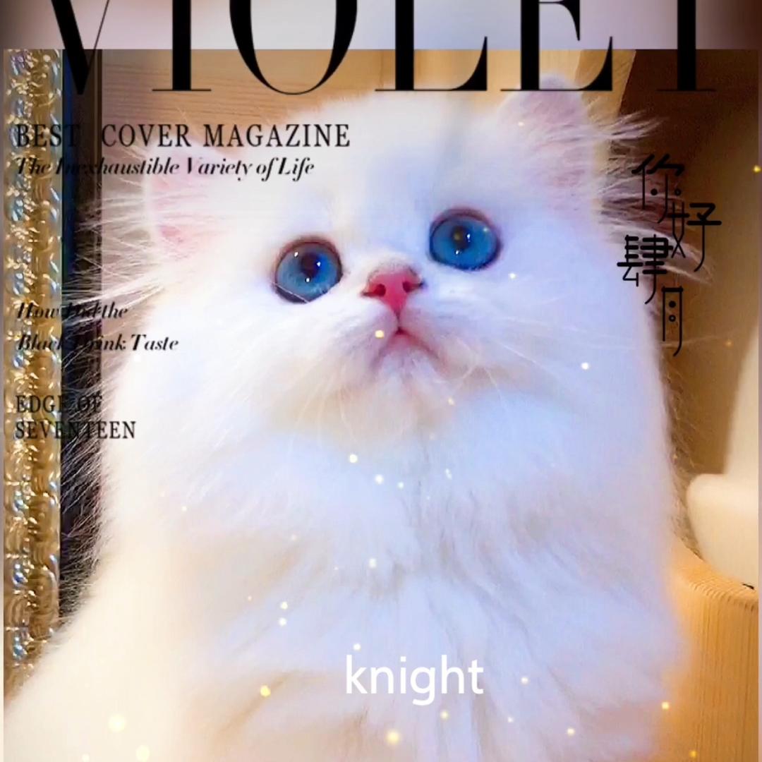 骑士（knight）名猫