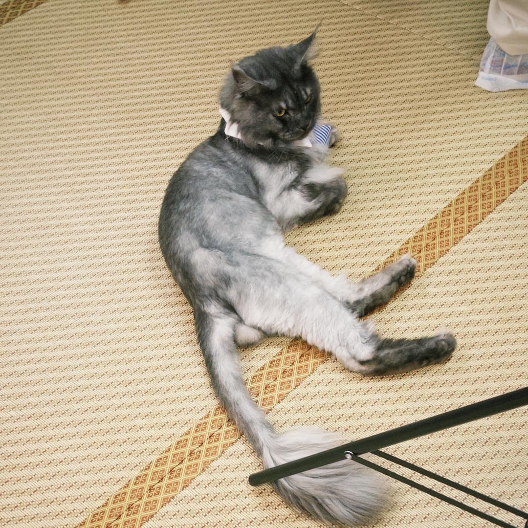 河南职业技术全能墙（招新中）