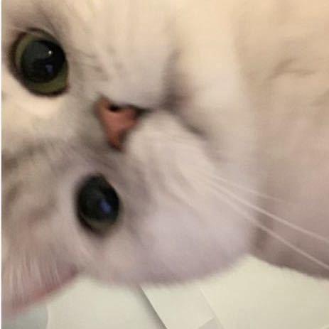 神猪仙子