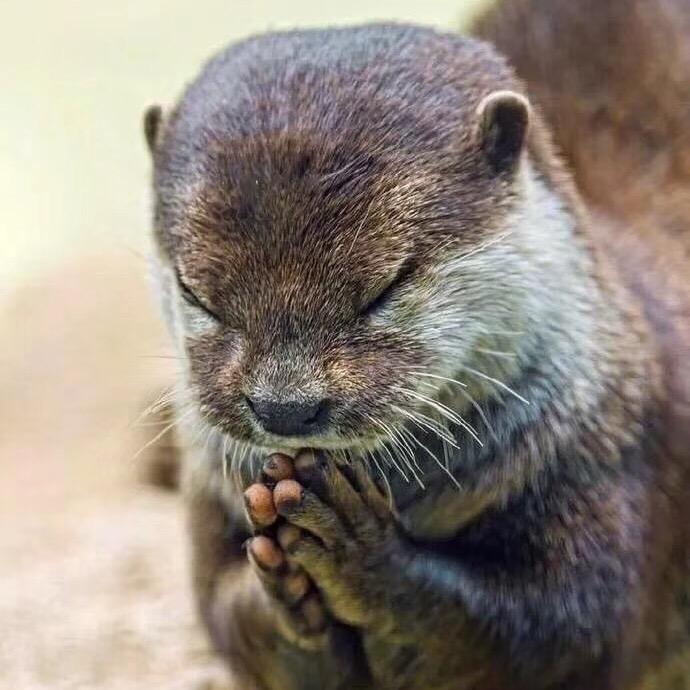 CBD家居-虎鼠鼠🐭