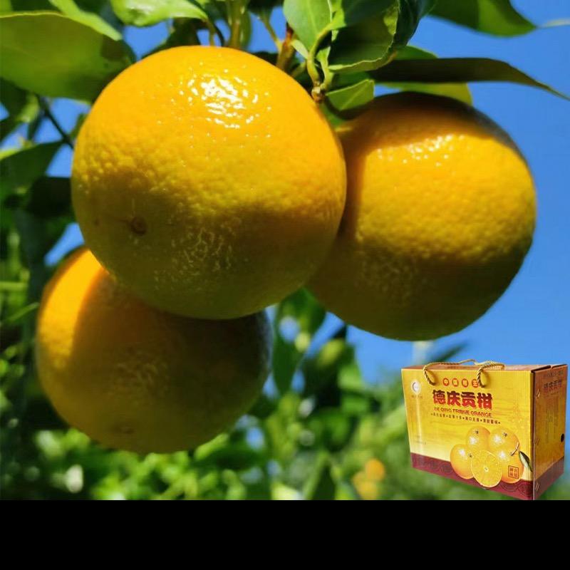 德庆贡柑直发产地