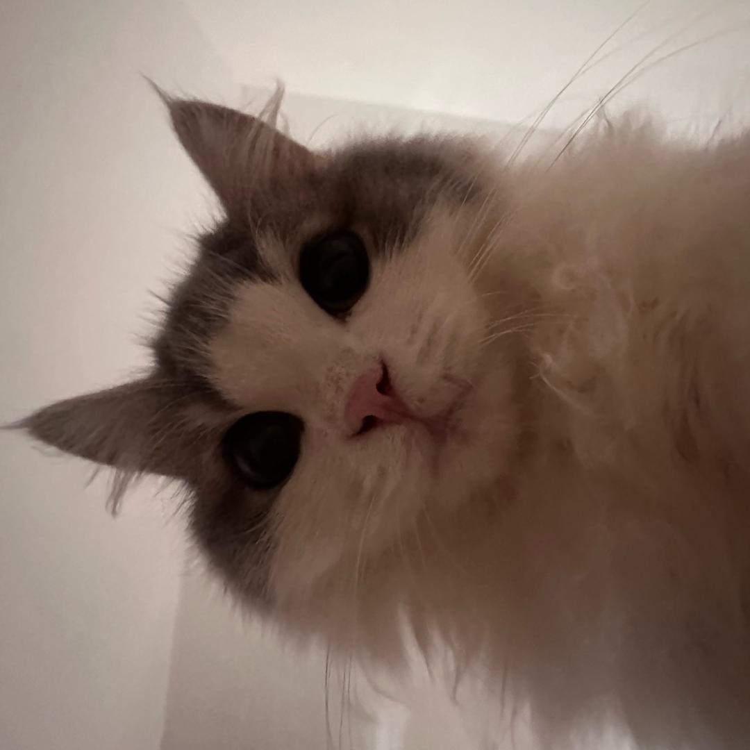 煎饼主理人（朱董事长）