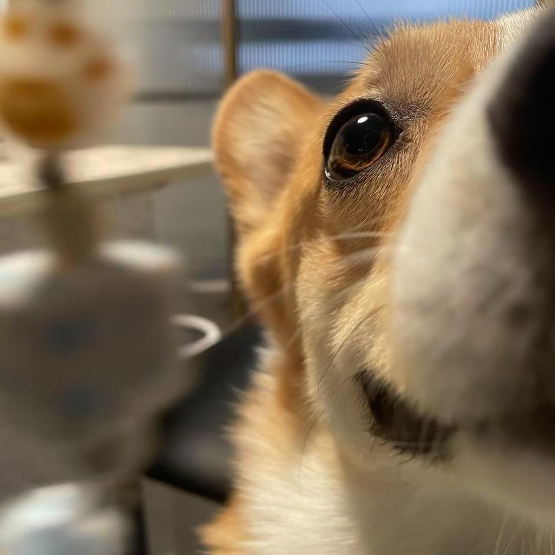 柯基🐕毛豆