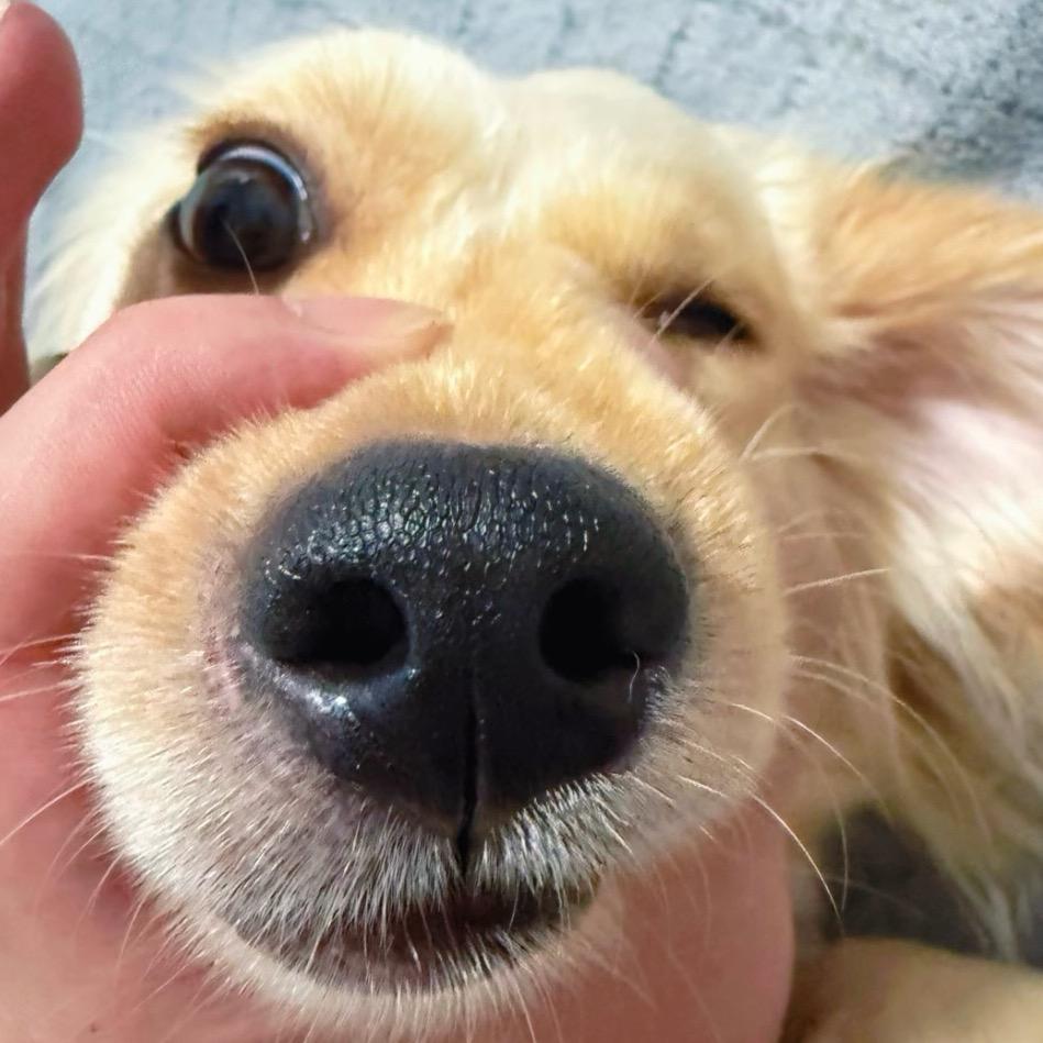 软子.