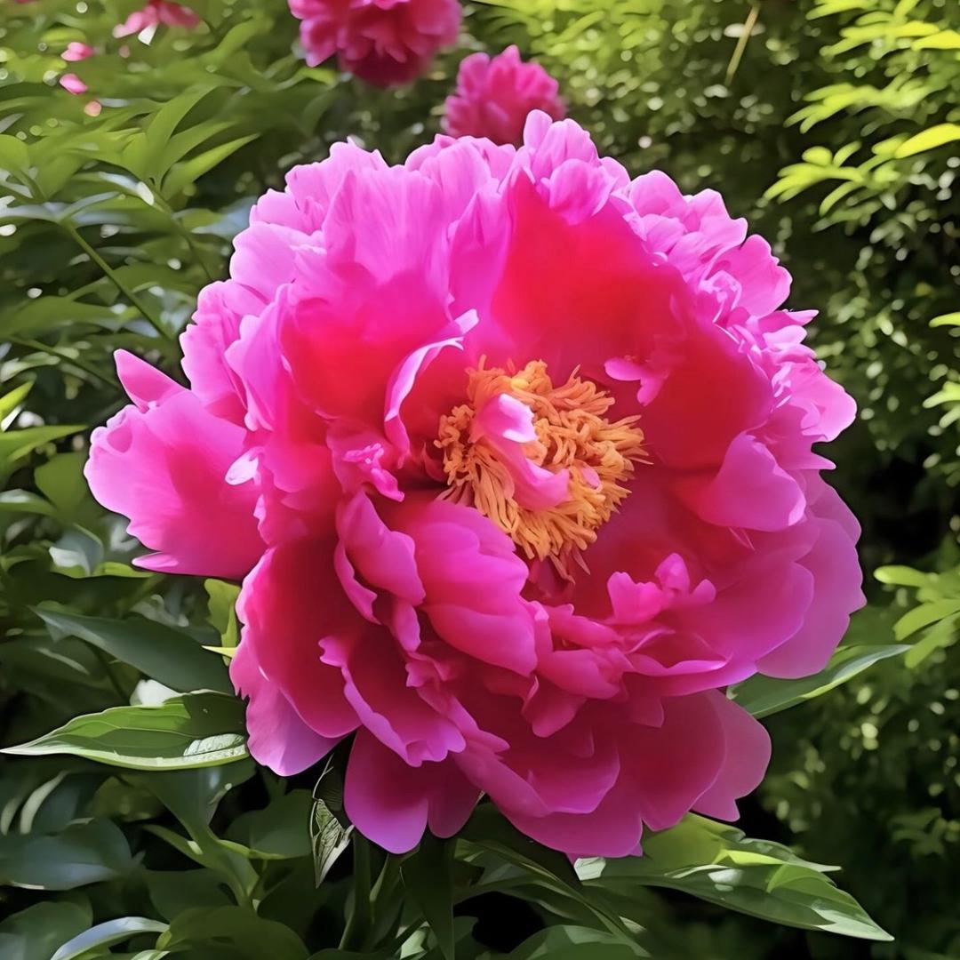 花开富贵13