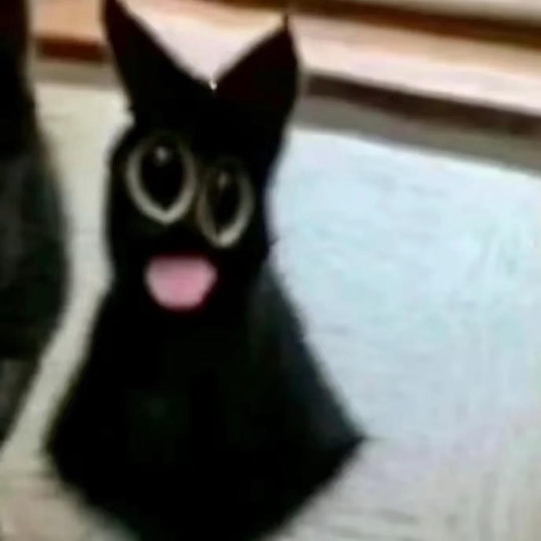 猫猫包ʷ