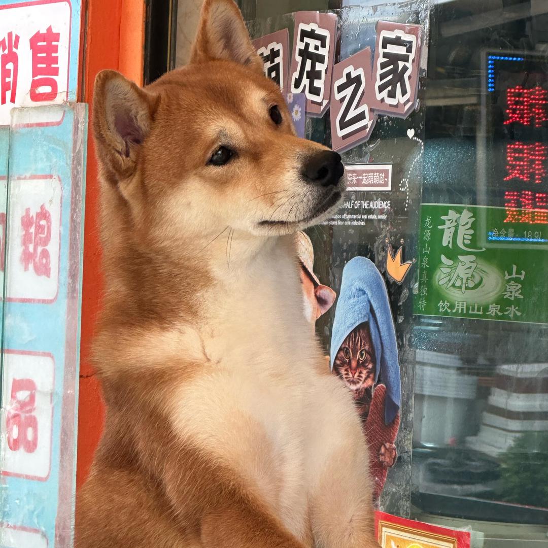 迷迷灰