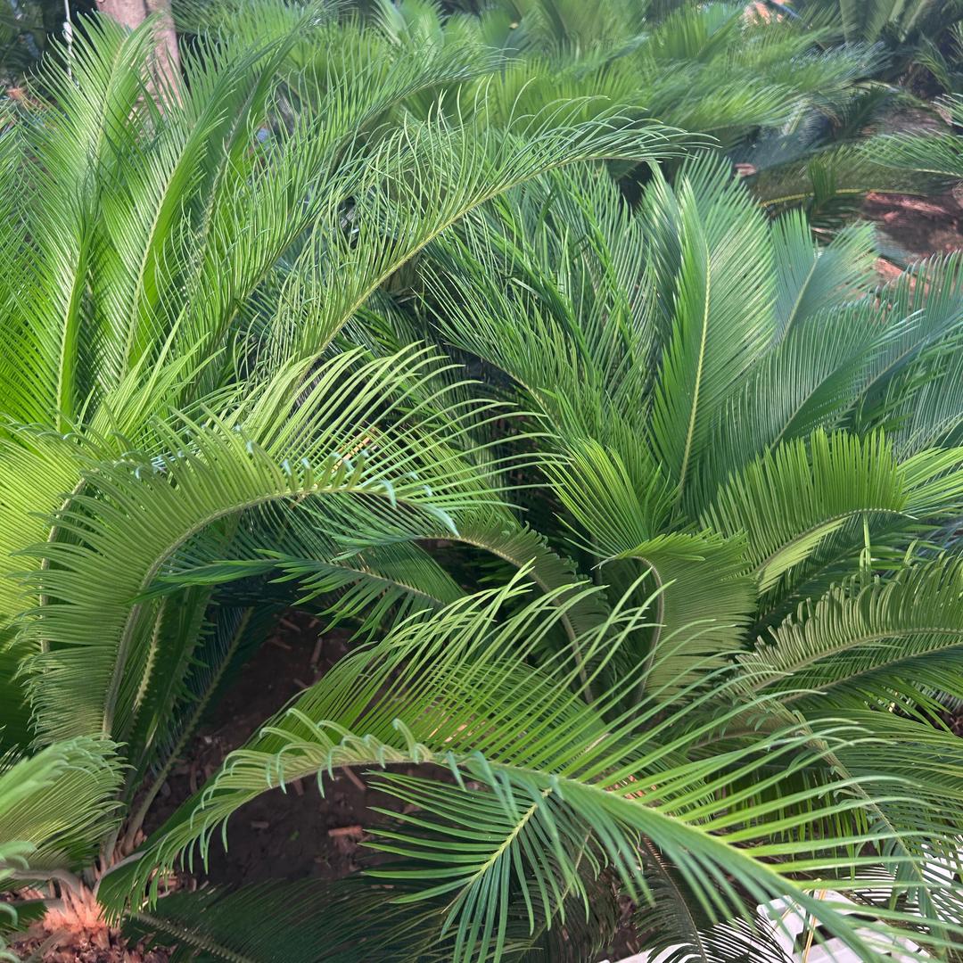 铁树兄弟