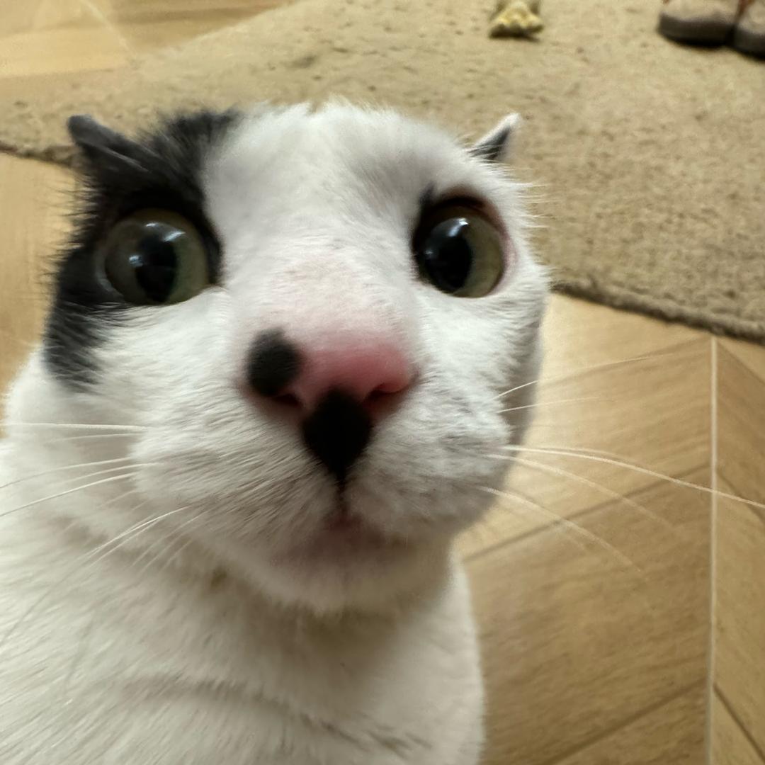 春田花花养猪场